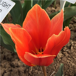Tulip (Dwarf) 'Calypso'. Loose Per 10 Bulbs.